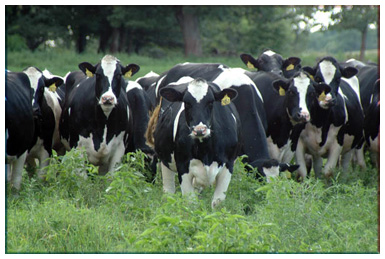 McGregor Veterinary Services | 839 Stone St N, Gananoque, ON K7G 1Z7, Canada | Phone: (613) 381-2015