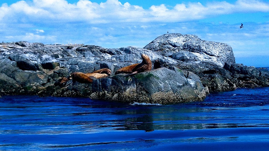 Esquimalt Eco tours | C/O Westbay Marina, 453 Head St, Victoria, BC V9A 5S1, Canada | Phone: (778) 535-7744