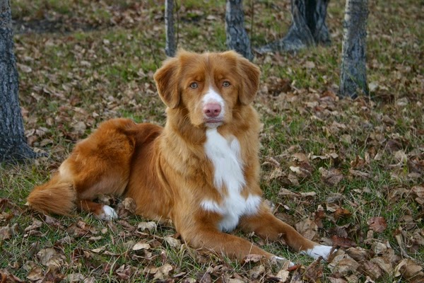 Wet Noses | 223042 AB-24, Carseland, AB T0J 0M0, Canada | Phone: (403) 901-2120
