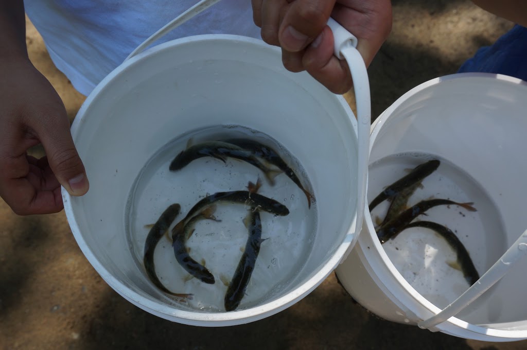 Tynehead Hatchery | 16585 96 Ave, Surrey, BC V4N 2E2, Canada | Phone: (604) 589-9127