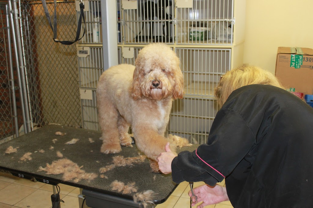 Bucksburn Veterinary Hospital | 2078 Upper Middle Rd E, Oakville, ON L6H 7G5, Canada | Phone: (905) 257-7777