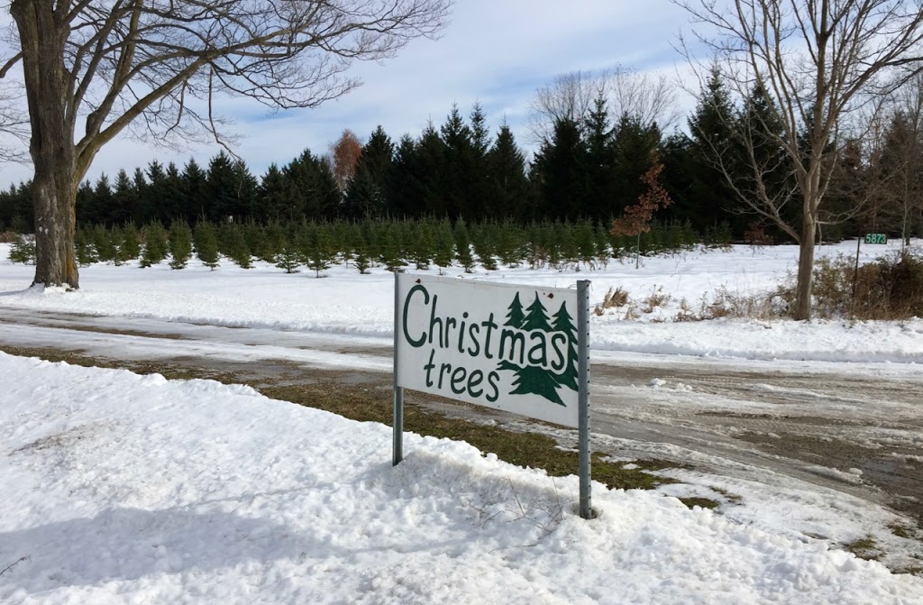 Robinson Christmas Trees | 5873 8 Line E RR#1, Ariss, ON N0B 1B0, Canada | Phone: (519) 824-8399