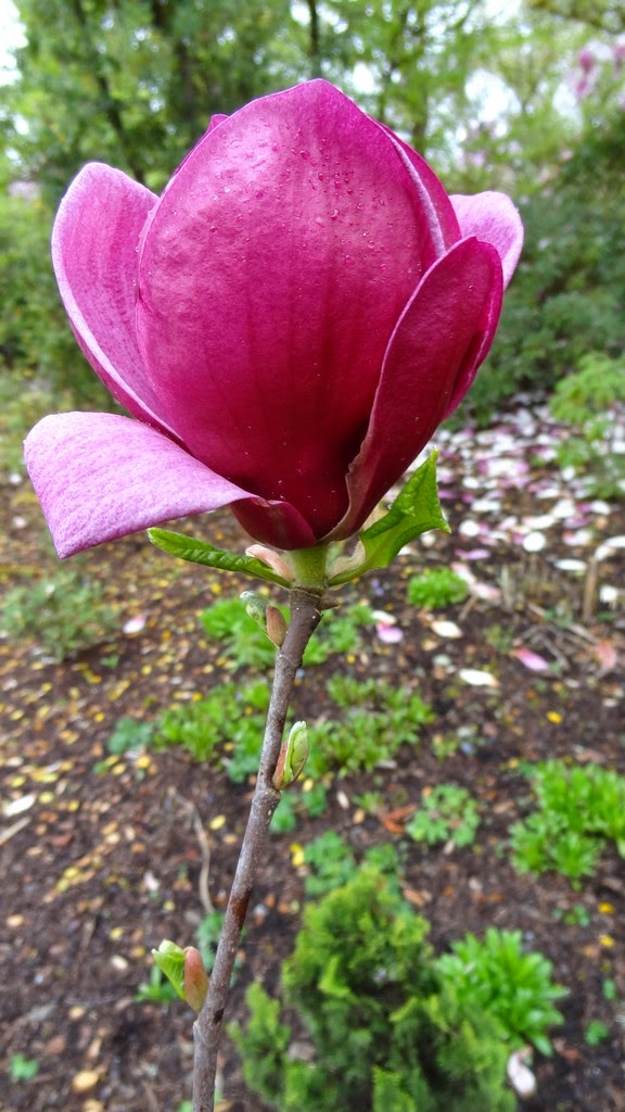 Yesterdays Garden | 401328 Grey County Rd 4, Hanover, ON N4N 3B8, Canada | Phone: (519) 364-5393