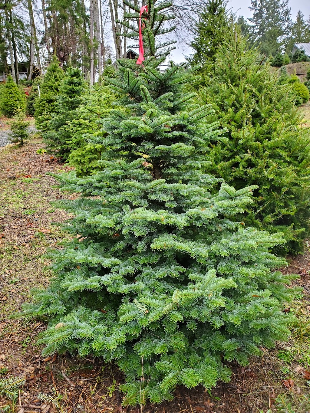 Middlemiss Farms | 3560 Glenora Rd, Duncan, BC V9L 6S3, Canada | Phone: (250) 715-0029