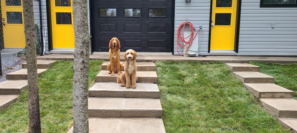 Pension canine chez Clyde et Dumbo | 382Boulevard du Royaume, Larouche, QC G0W 1Z0, Canada | Phone: (418) 290-3865