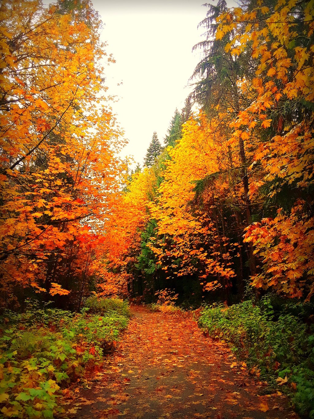 Pacific Mural Art | 1400 B Marsland Pl, Courtenay, BC V9N 8X7, Canada | Phone: (250) 897-6950