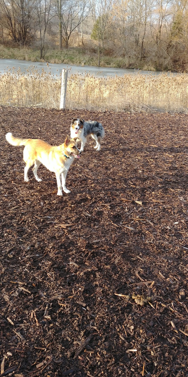 Caesars Dog Park - 941 Commissioners Rd E, London, ON N5Z 4N1, Canada