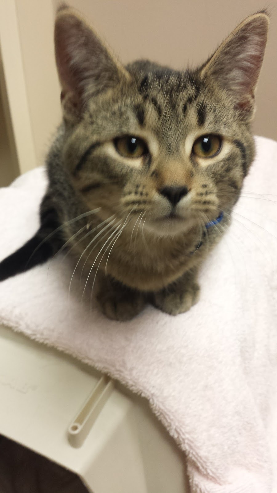 Windrush Veterinary Services | 26 Sixth Concession Road RR #4, Brantford, ON N3T 5L7, Canada | Phone: (519) 449-5080