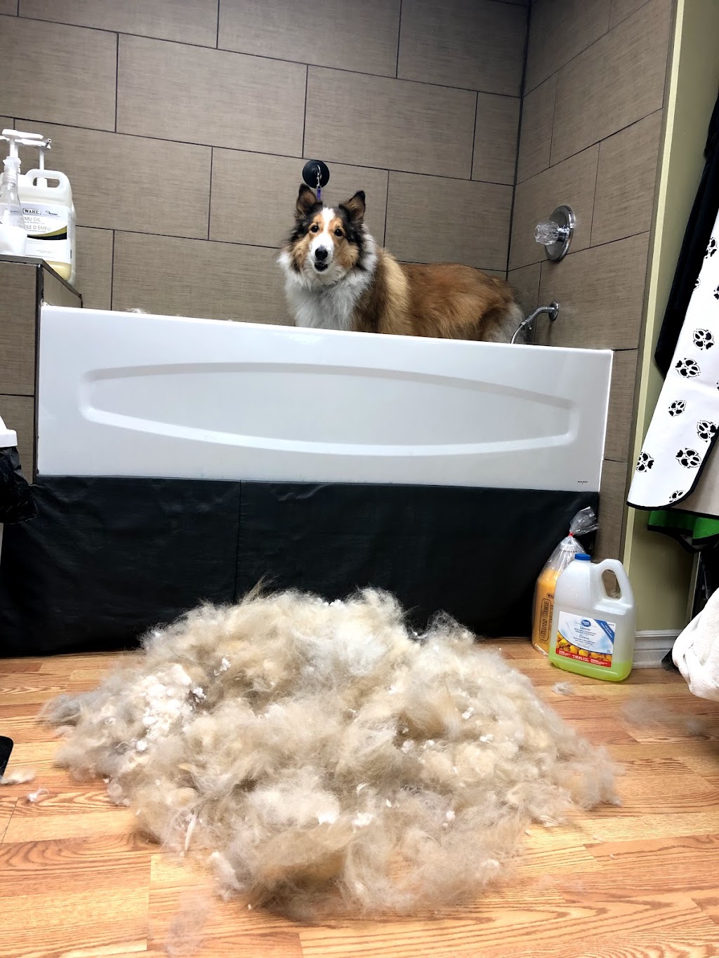 Toilettage canin Au Poil Fou | 1248 Chem. du Fleuve, Les Cèdres, QC J7T 1C3, Canada | Phone: (514) 515-3923
