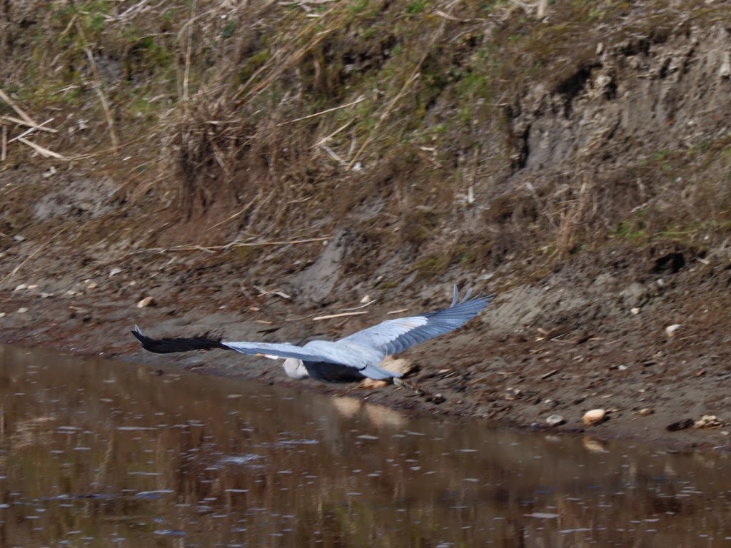 Grant Narrows Provincial Park | Rannie Rd, Pitt Meadows, BC V3Y 1Z1, Canada