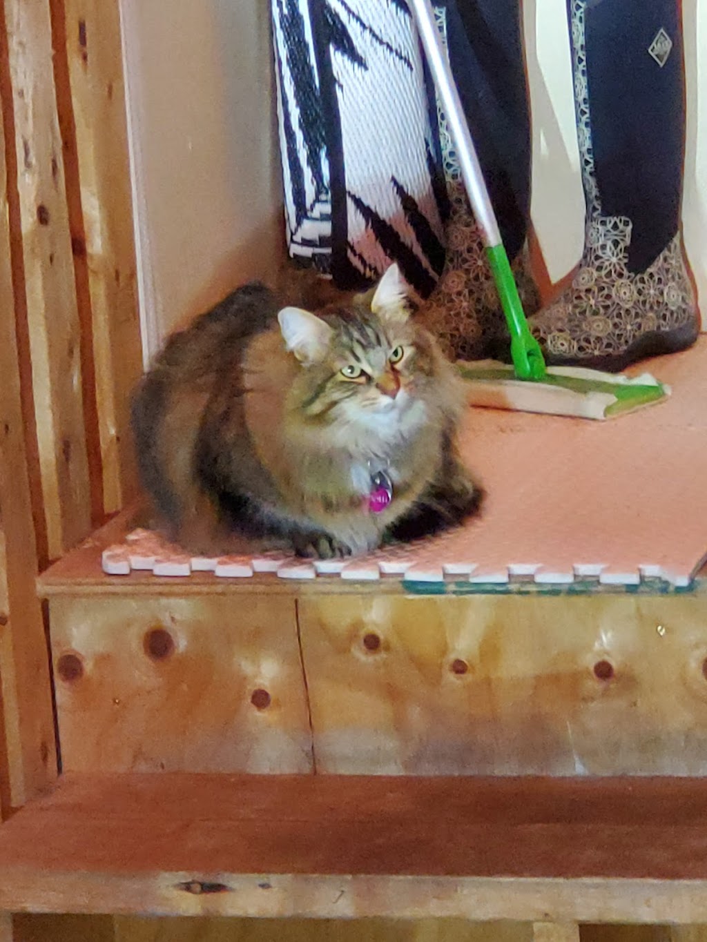 Ranch Docs Veterinary Services Inc. | 82038, Range Rd 210, Lethbridge County, AB T1K 8H2, Canada | Phone: (403) 327-4658
