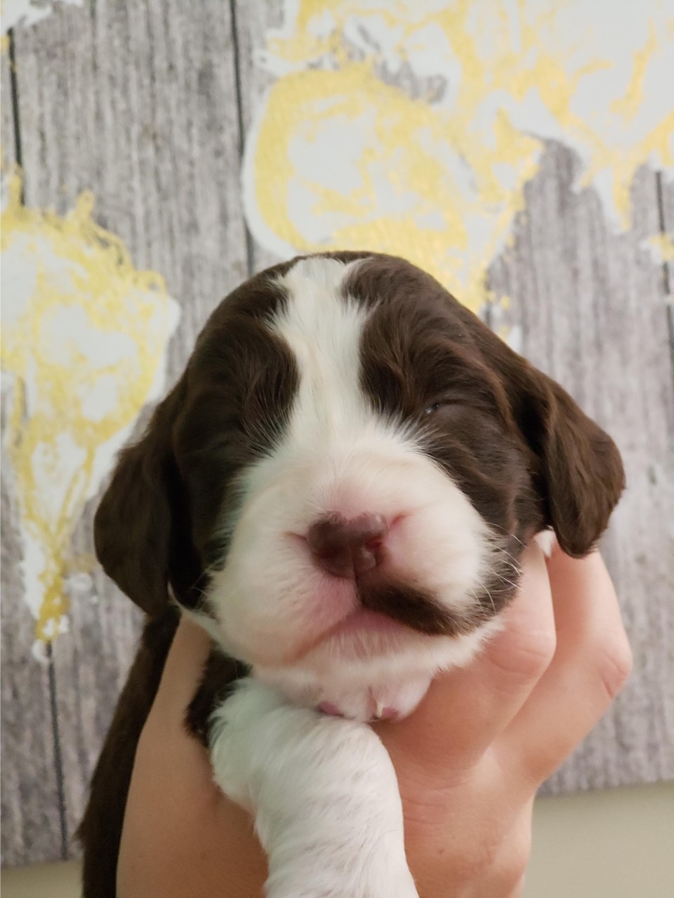 Trojh English Springer Spaniels | 757 Arthur St, Ayton, ON N0G 1C0, Canada | Phone: (519) 665-7488