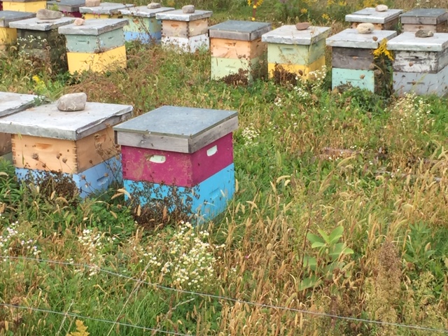 MoreRoses Apiaries & Honey | 29 Marine Dr, Hastings, ON K0L 1Y0, Canada | Phone: (416) 809-1561