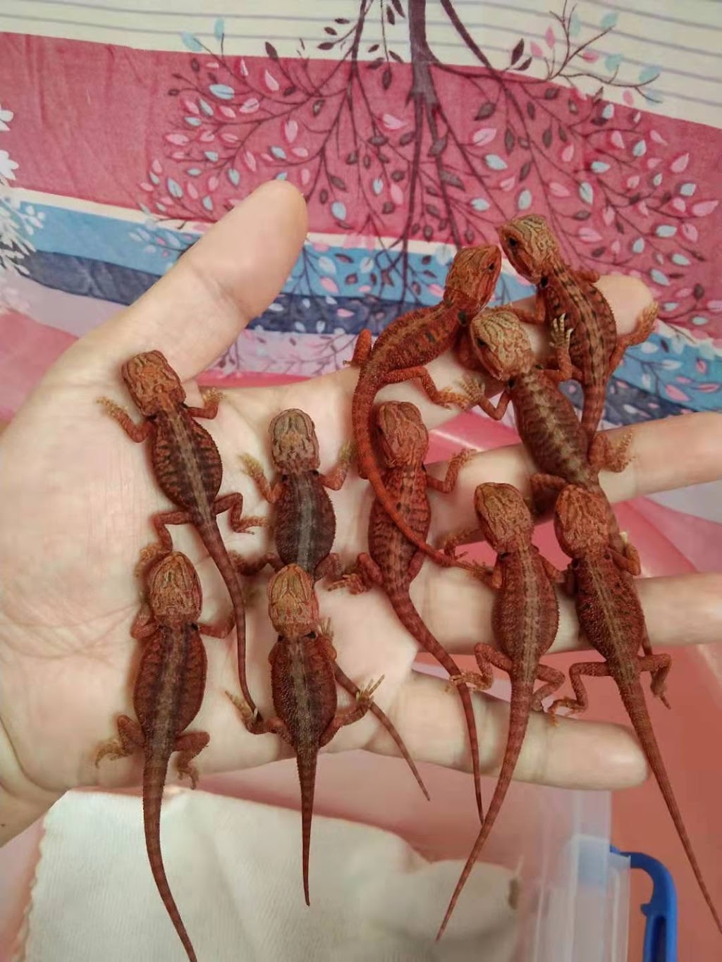 Reptile Mart | 550 Alden Rd unit 108, Markham, ON L3R 6A8, Canada | Phone: (647) 354-8848