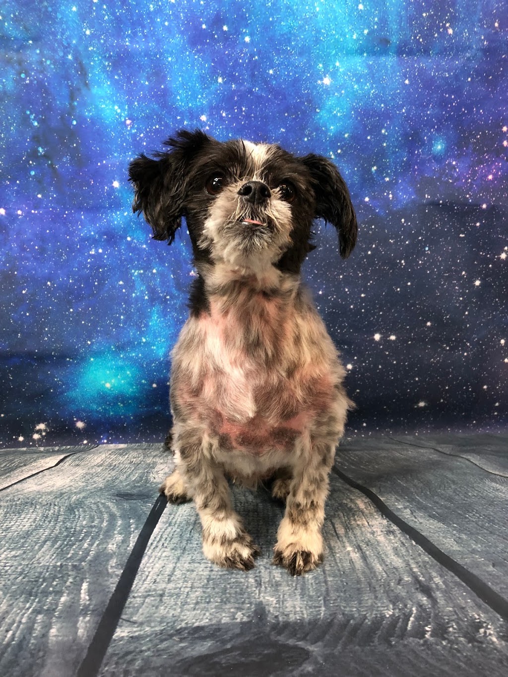 Dog-Gone Clean Inc. | 625 Greenhill Ave #12B, Hamilton, ON L8K 5E8, Canada | Phone: (905) 869-2917