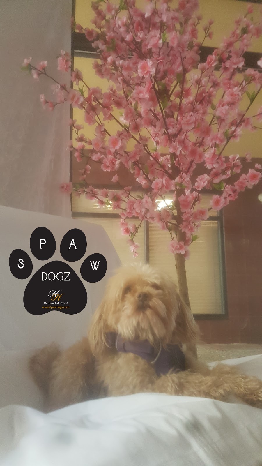 Spaw Dogz | 190 Lillooet Rd #1111, Harrison Hot Springs, BC V0M 1K0, Canada | Phone: (672) 999-7729