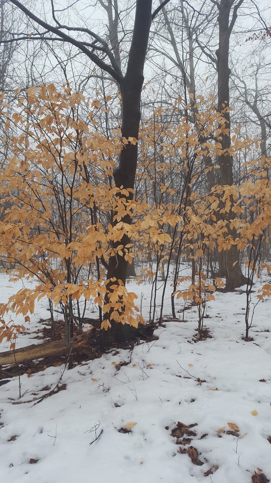South Common Park | 3501 Glen Erin Dr, Mississauga, ON L5L 2E9, Canada | Phone: (905) 615-4311