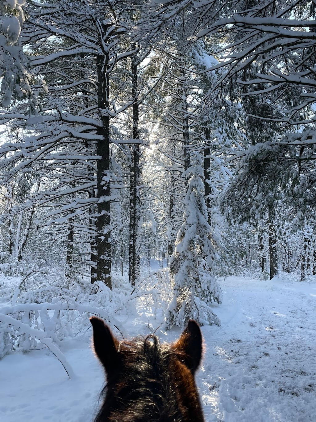 Celestine Stables | 2572 Mnt dAlstonvale, Vaudreuil-Dorion, QC J7V 0K5, Canada | Phone: (514) 516-8718