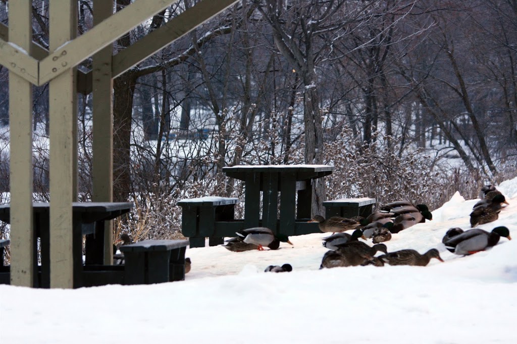 Service De Repit Emergo | 756 Ch des Patriotes, Otterburn Park, QC J3H 1Z5, Canada | Phone: (514) 931-2882