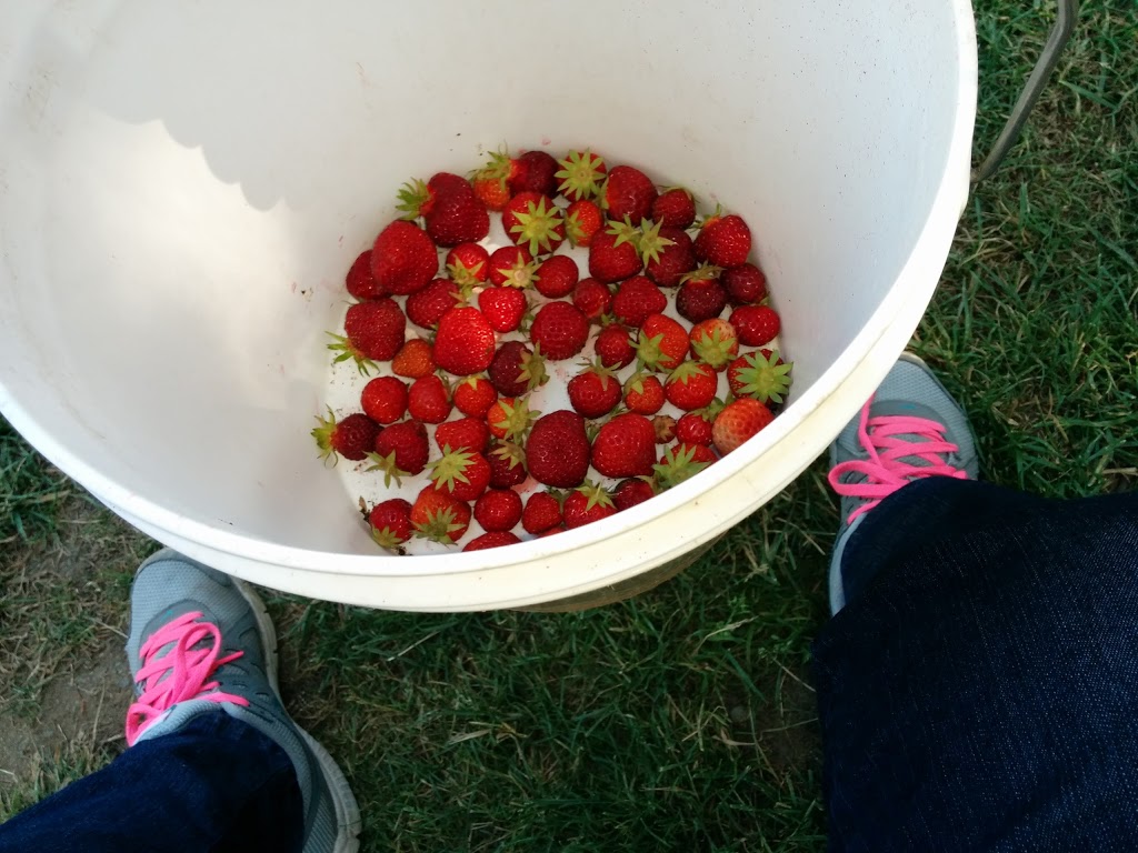 Barbies Berries Seasonal Berry Stand | 7720, 7655 Melody Ln, Ferndale, WA 98248, USA | Phone: (360) 384-1260