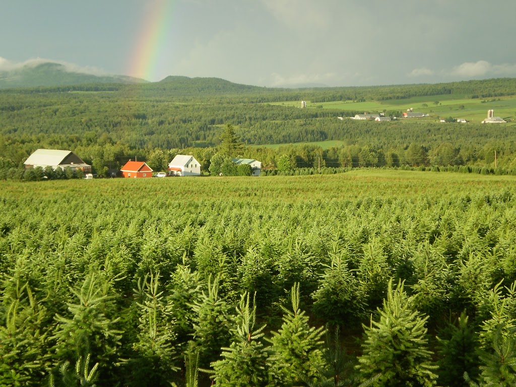 IDEAL PLANTATIONS / LES PLANTATIONS IDÉALES | 360 Rang des Chutes, Ham-Nord, QC G0P 1A0, Canada | Phone: (819) 344-2858