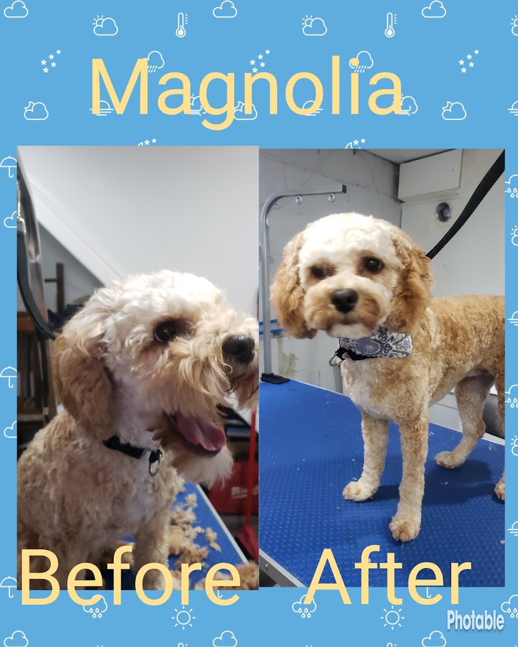 Melanie’s Mutts On The Mountain | E 17th St, Hamilton, ON L9A 4M1, Canada | Phone: (647) 705-5834