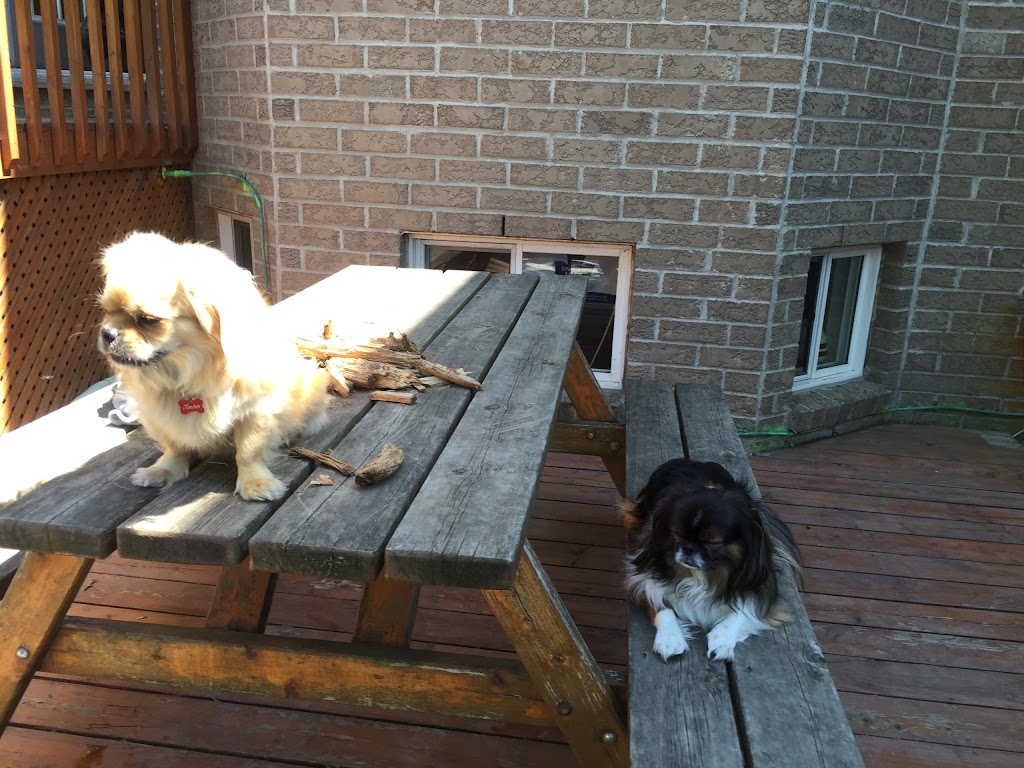 Healthy Houndz Dog Services | 258 Haddington Ave, North York, ON M5M 2P9, Canada | Phone: (416) 450-4235