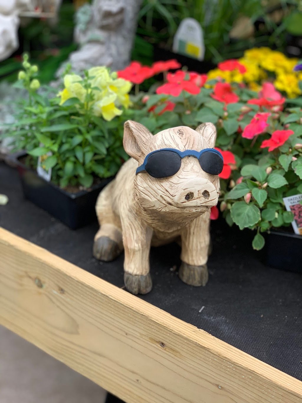 Village Nursery | 430 New Cumberland Rd, Pleasantville, NS B0R 1G0, Canada | Phone: (902) 543-5649