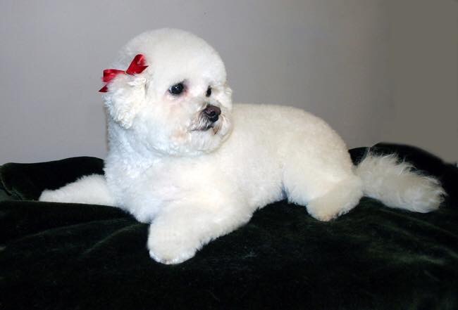 Sassytails Dog Grooming | 98 Ebury Crescent, London, ON N6C 3E2, Canada | Phone: (416) 414-6014