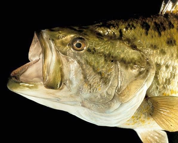 Advanced Taxidermy | 3630 King St, Inglewood, ON L7C 0R5, Canada | Phone: (416) 614-7320
