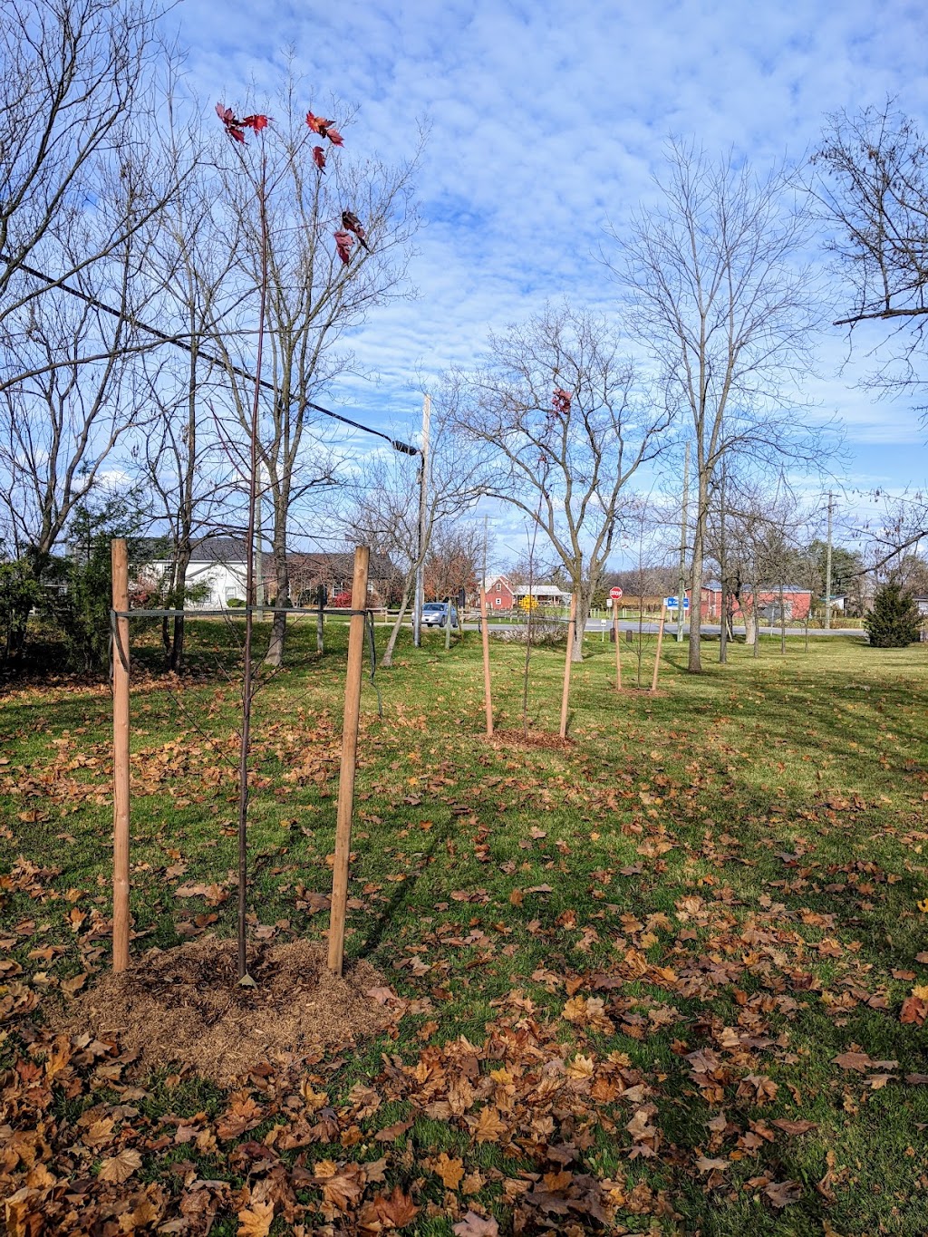 Niagara Tree Company | 4478 Lincoln Ave, Beamsville, ON L0R 1B3, Canada | Phone: (905) 401-9526