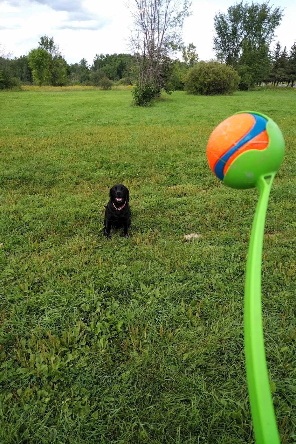Technologie Dog Park | 200 Boulevard de la Technologie, Gatineau, QC J8Z 3H8, Canada