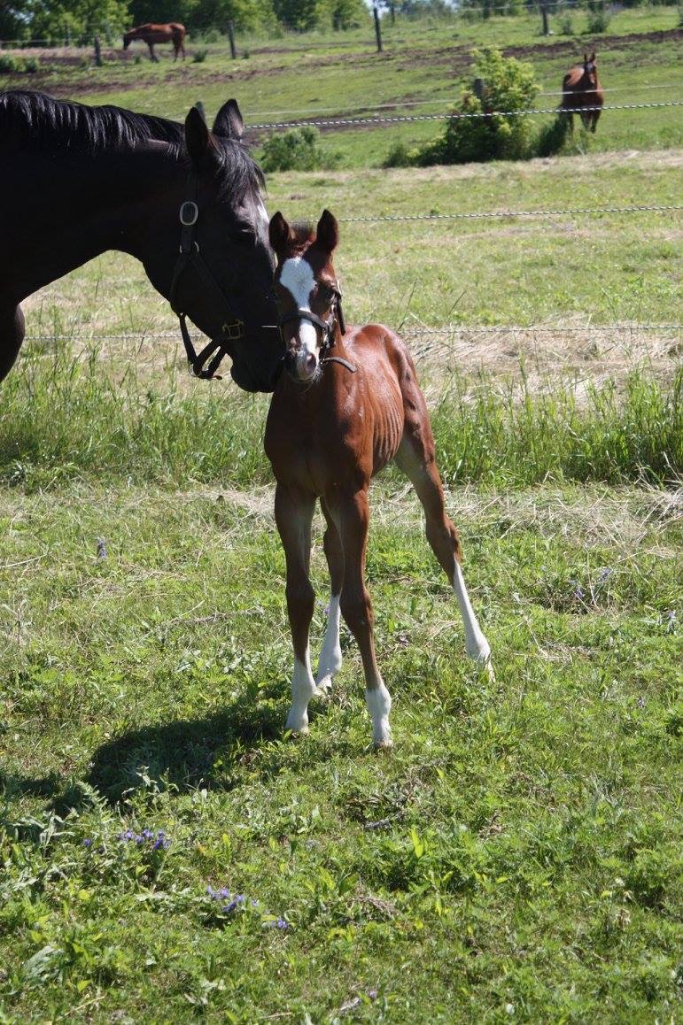 Cause For Applause Farm | 169 Line Rd 5, Warsaw, ON K0L 3A0, Canada | Phone: (705) 750-8871