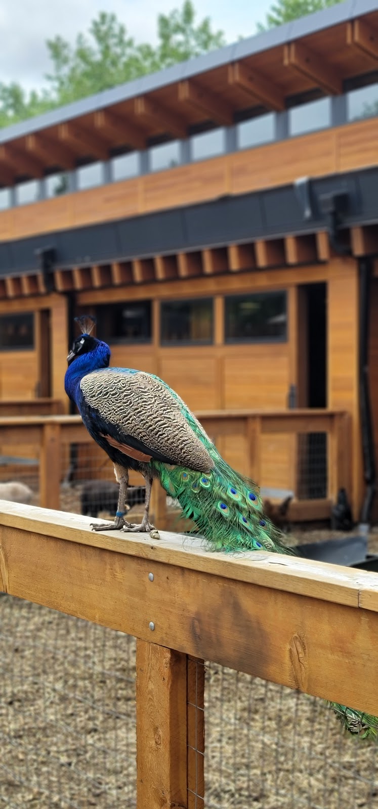 Valley Zoo Development Society | 13315 Buena Vista Rd NW, Edmonton, AB T5R 3G4, Canada | Phone: (780) 496-6924