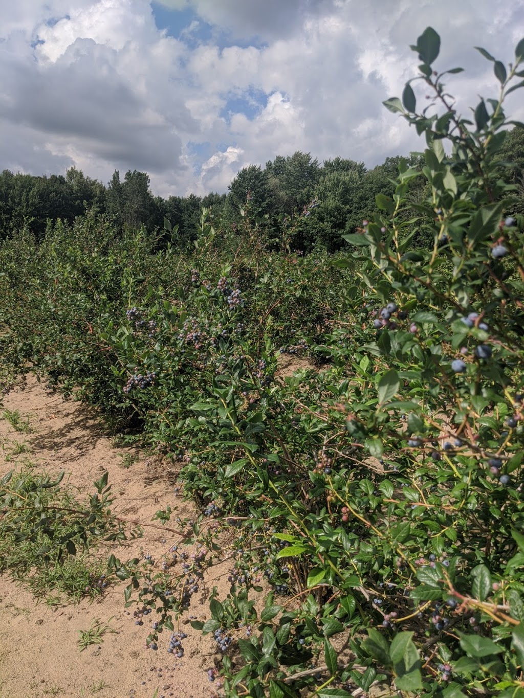 Falcon Blueberries | 1331 Charlotteville Rd 7, Simcoe, ON N3Y 4K5, Canada | Phone: (519) 426-7987
