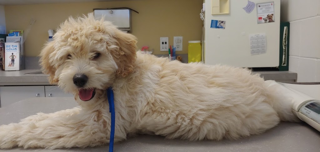 Corydon Animal Hospital | 1675 Corydon Ave, Winnipeg, MB R3N 0J8, Canada | Phone: (204) 488-4577