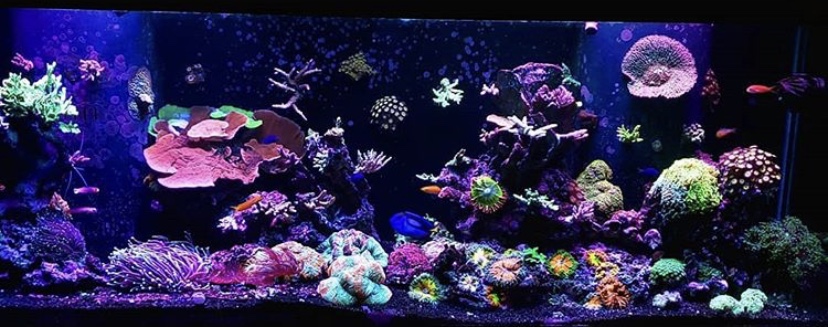 Shoreline Corals | 9347 193 St #1, Surrey, BC V4N 4E7, Canada | Phone: (604) 999-2431