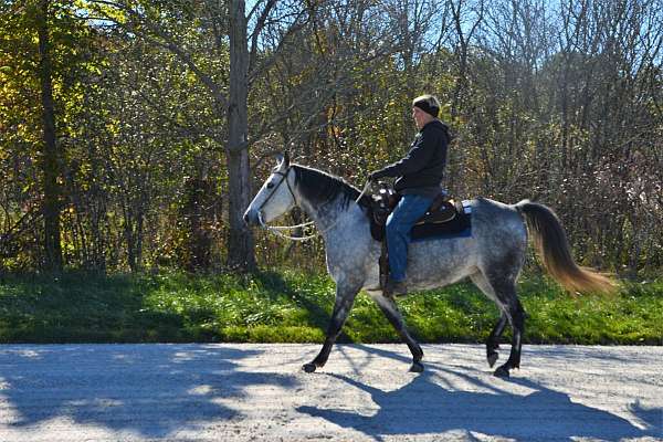 Ganaraska Stable | 8571 Langstaff Rd, Kendal, ON L0A 1E0, Canada | Phone: (289) 251-9113