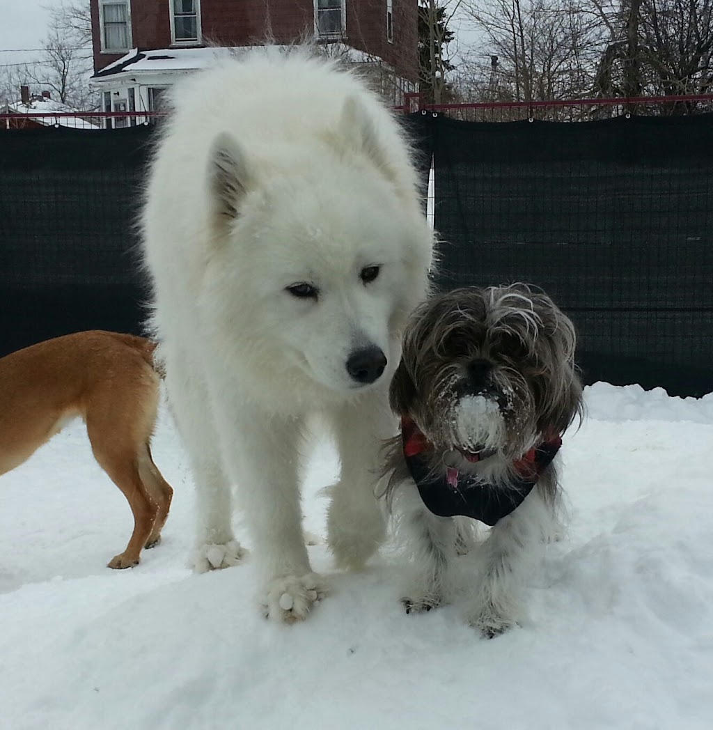 Wag Canine Recreation Centre | 10 Lawrence St, Amherst, NS B4H 3G5, Canada | Phone: (902) 660-9244