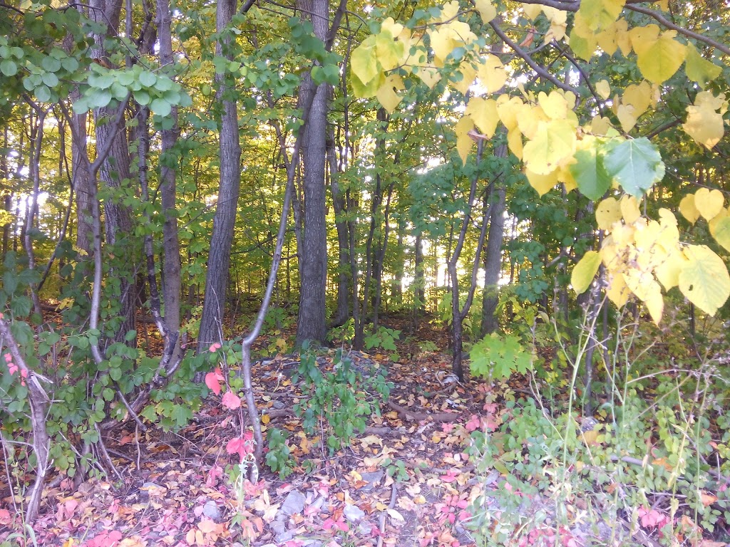Parc Georges Springate | 4788 Rue Richmond, Pierrefonds, QC H9A 2Z2, Canada | Phone: (514) 872-0311