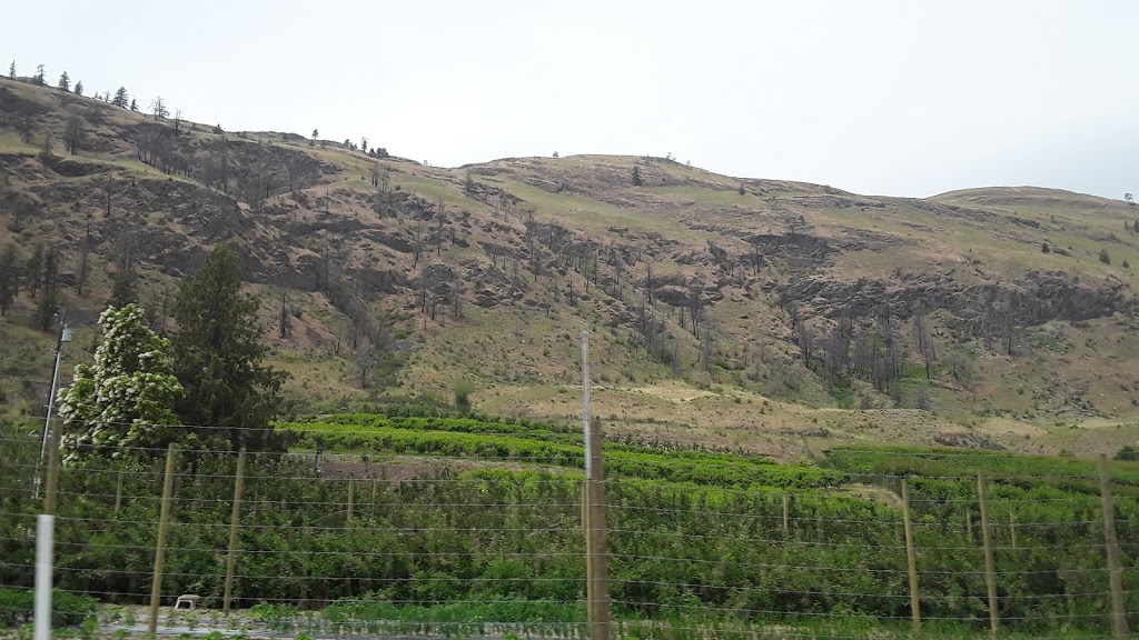 Hillside Orchards | 400-498 310th Ave, Osoyoos, BC V0H 1V5, Canada | Phone: (250) 485-7180