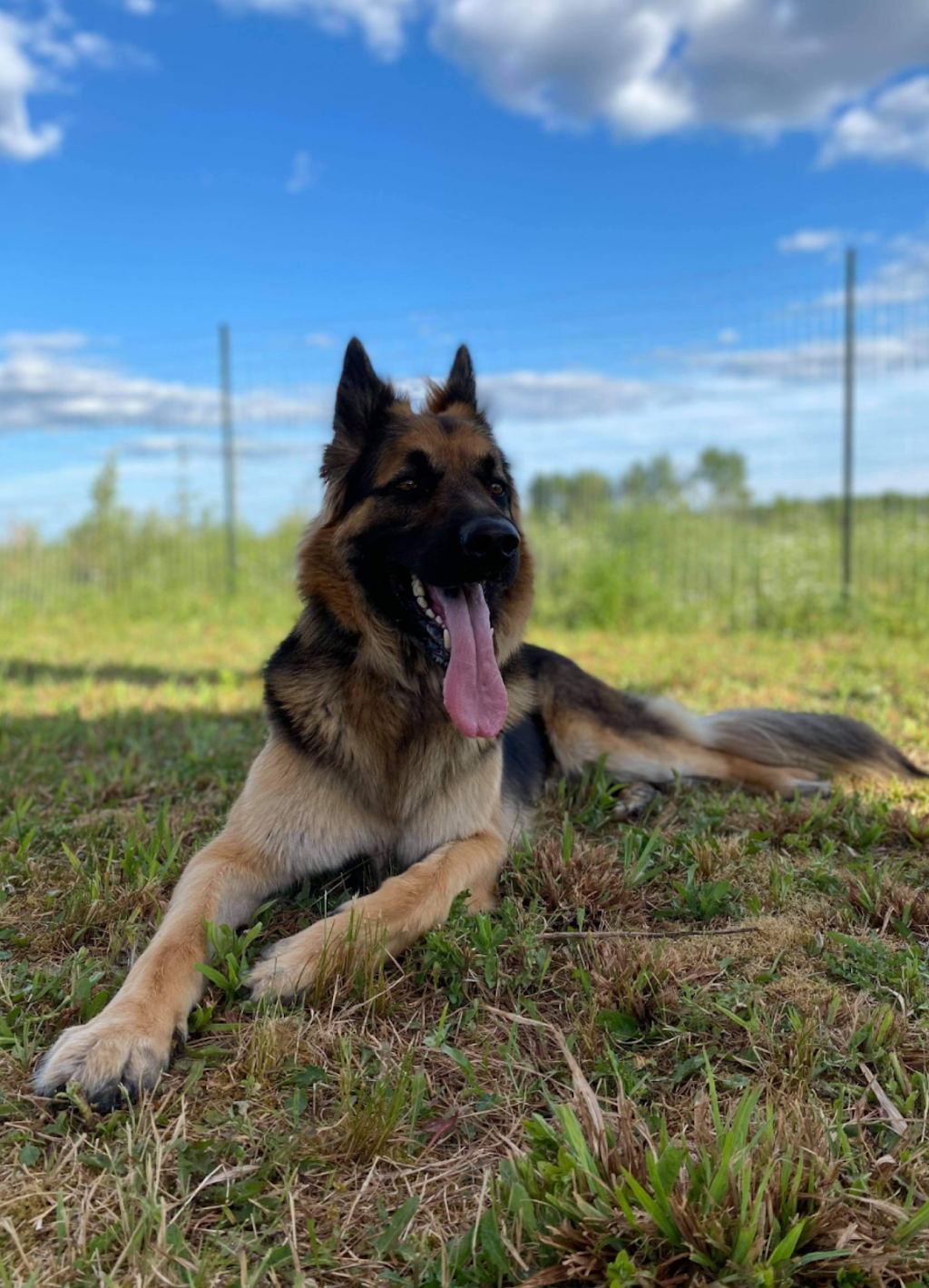 Country Canines Play Park - London | Wonderland Road South and, ON-402, London, ON N6P 1G5, Canada | Phone: (613) 878-2309
