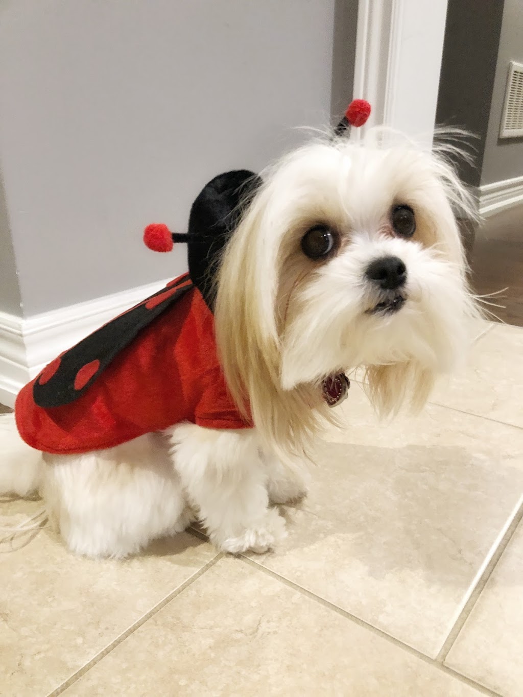 Bark Avenue Spaw | 6 Flowertown Ave, Brampton, ON L6X 2J9, Canada | Phone: (905) 495-6655