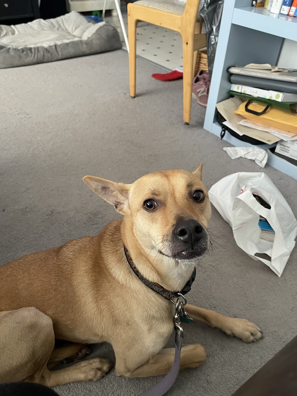 K9 Friends Dog Daycare | 19345 76 Ave, Surrey, BC V4N 6C6, Canada | Phone: (604) 763-8644