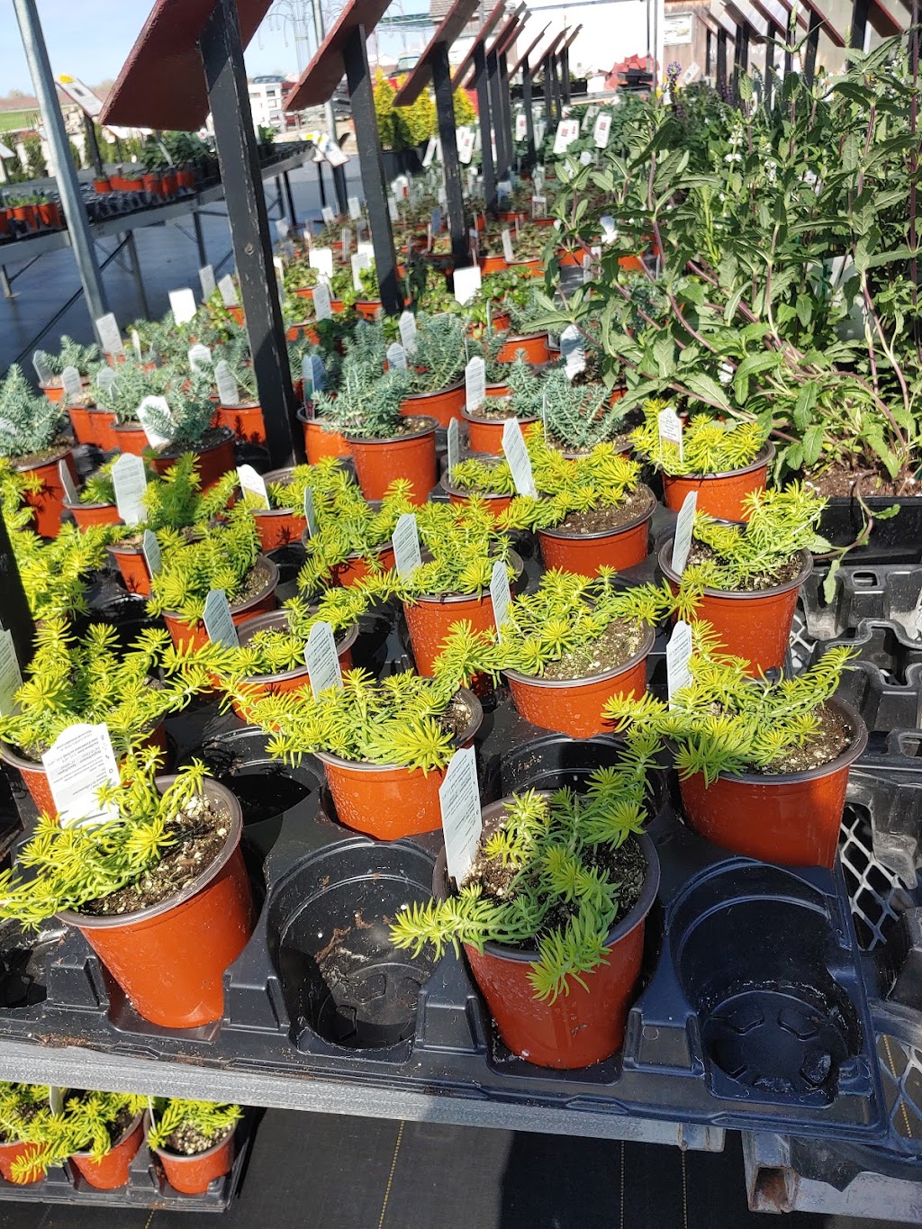 Sunrise Greenhouses Ltd | 3324 Second Ave, Vineland Station, ON L0R 2E0, Canada | Phone: (905) 562-3411