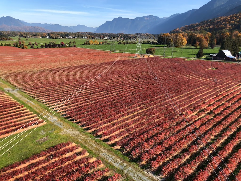 Klaassen Farms | 51211 Chilliwack Central Rd, Chilliwack, BC V0X 1X0, Canada | Phone: (604) 845-0678