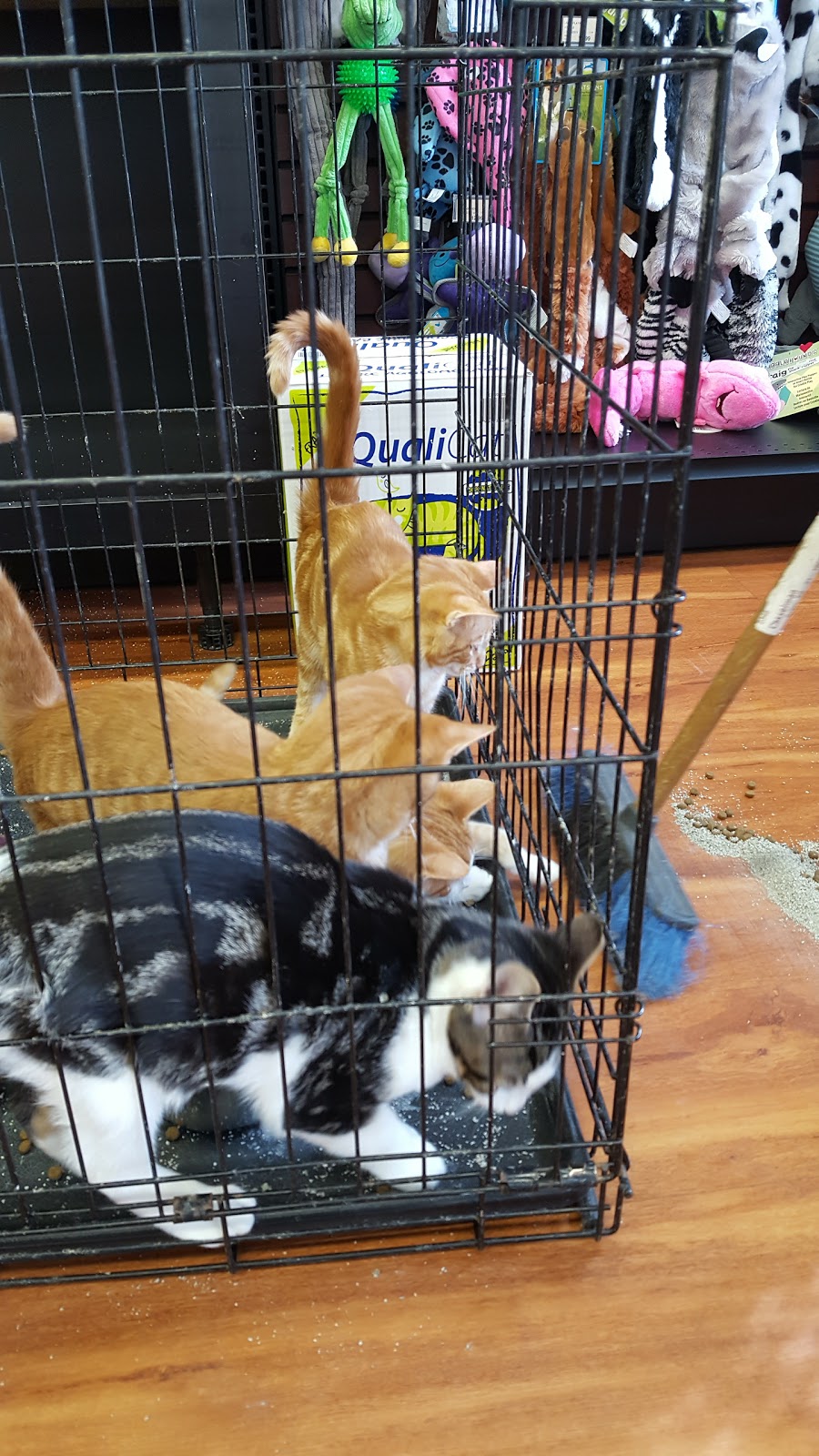 Pet Valu | 98 Lafleche Blvd, Casselman, ON K0A 1M0, Canada | Phone: (613) 764-3243