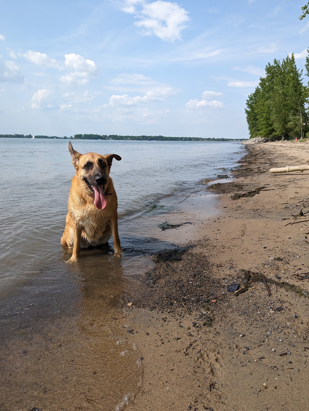 Service animalier Pierre-De Saurel et Régions | 1687 Rte Marie-Victorin local 105, Sorel-Tracy, QC J3R 4R4, Canada | Phone: (450) 746-7272