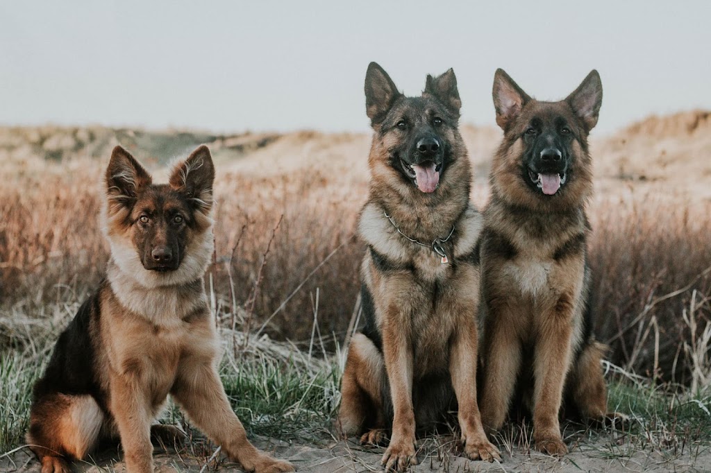 Fire River German Shepherds | Route 116 Upper, Rexton, NB E4W 3C5, Canada | Phone: (506) 899-2350