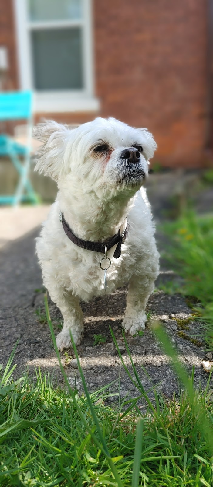 C J Dogwalkers | 77 Arlington Ave, Oshawa, ON L1G 2N5, Canada | Phone: (289) 675-1760